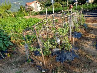 신 난다님의 농사, 무엇이든 물어보세요! · 참여글 작성글 사진