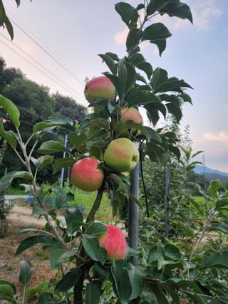 행복농원님의 자유주제 · 자유게시판 작성글 사진