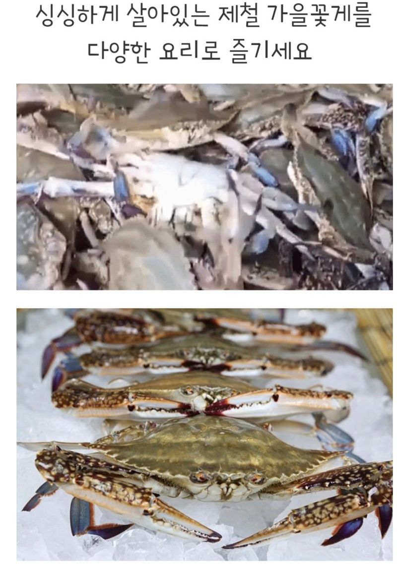 농수사님의 장터 판매 상품 [서해 연평도 제철 가을 햇 활꽃게 1kg] 첨부 사진