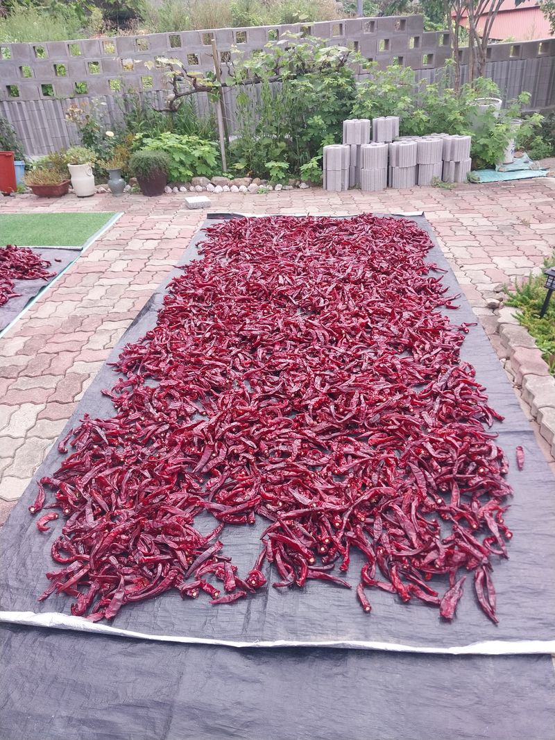 삼밭골님의 장터 판매 상품 [건고추(5근이상)] 첨부 사진