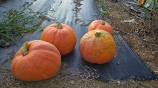 망치님의 자유주제 · 자유게시판 작성글 사진