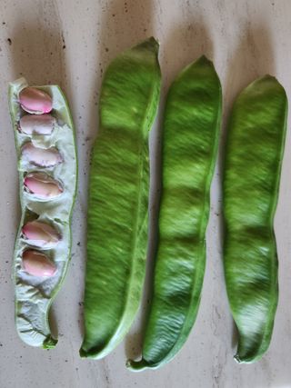 텃밭입문님의 농사, 무엇이든 물어보세요! · 참여글 작성글 사진