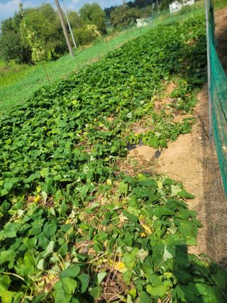 솜리아재님의 자유주제 · 자유게시판 작성글 사진