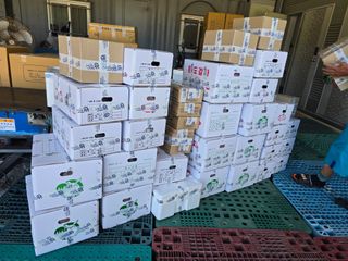 고추농사 정 미라님의 자유주제 · 자유게시판 작성글 사진