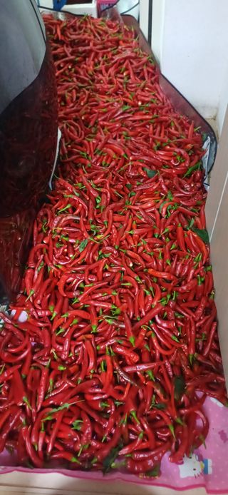 초보퍼머5도2촌준비님의 자유주제 · 자유게시판 작성글 사진