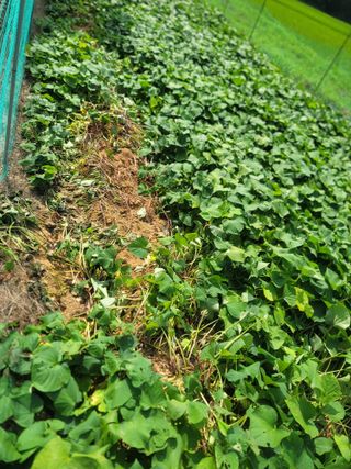 솜리아재님의 자유주제 · 자유게시판 작성글 사진