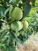 팜모닝 자유주제·자유게시판 게시글 이미지