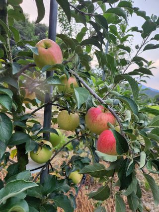 행복농원님의 자유주제 · 자유게시판 작성글 사진