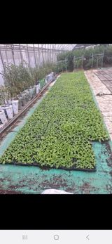 팜모닝 자유주제·자유게시판 게시글 이미지