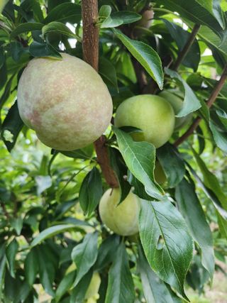 행복농원님의 자유주제 · 자유게시판 작성글 사진