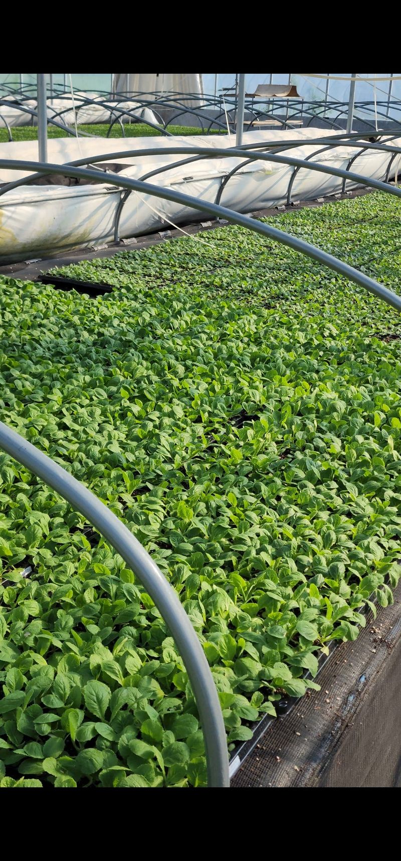 정대장님의 장터 판매 상품 [배추모종 105구] 첨부 사진