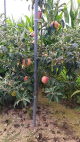 팜모닝 자유주제·자유게시판 게시글 이미지