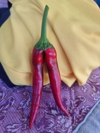 초보퍼머5도2촌준비님의 자유주제 · 자유게시판 작성글 사진