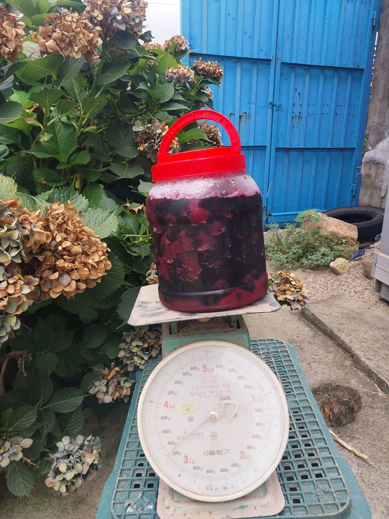 김효동님의 장터 판매 상품 [복분자3kg과2,5kg] 첨부 사진