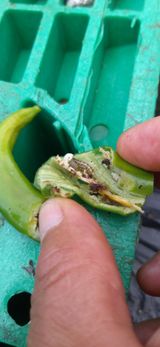 팜모닝 자유주제·자유게시판 게시글 이미지