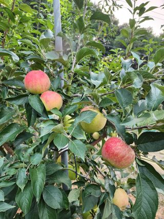 행복농원님의 자유주제 · 자유게시판 작성글 사진