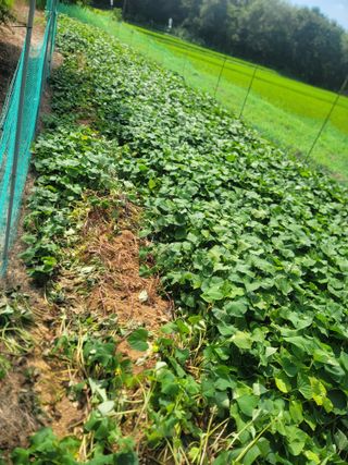 솜리아재님의 자유주제 · 자유게시판 작성글 사진