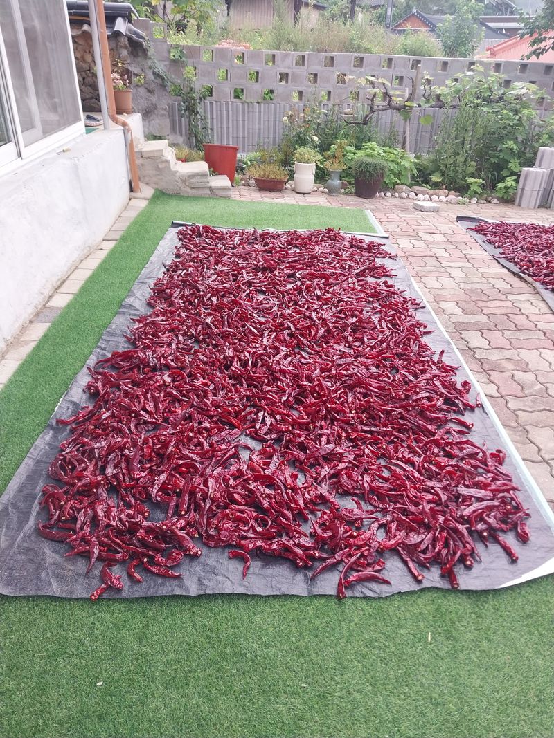 삼밭골님의 장터 판매 상품 [건고추(5근이상)] 첨부 사진