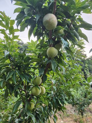 행복농원님의 자유주제 · 자유게시판 작성글 사진