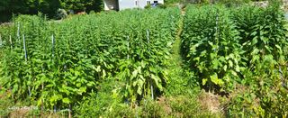 양일봉님의 자유주제 · 건의해요 작성글 사진