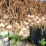 팜모닝 농사, 무엇이든 물어보세요!·참여글 게시글 이미지