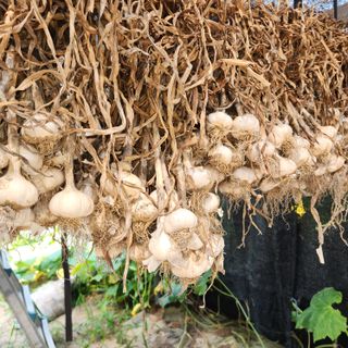 오봉세님의 농사, 무엇이든 물어보세요! · 참여글 작성글 사진