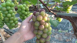 누보농장님의 자유주제 · 자유게시판 작성글 사진