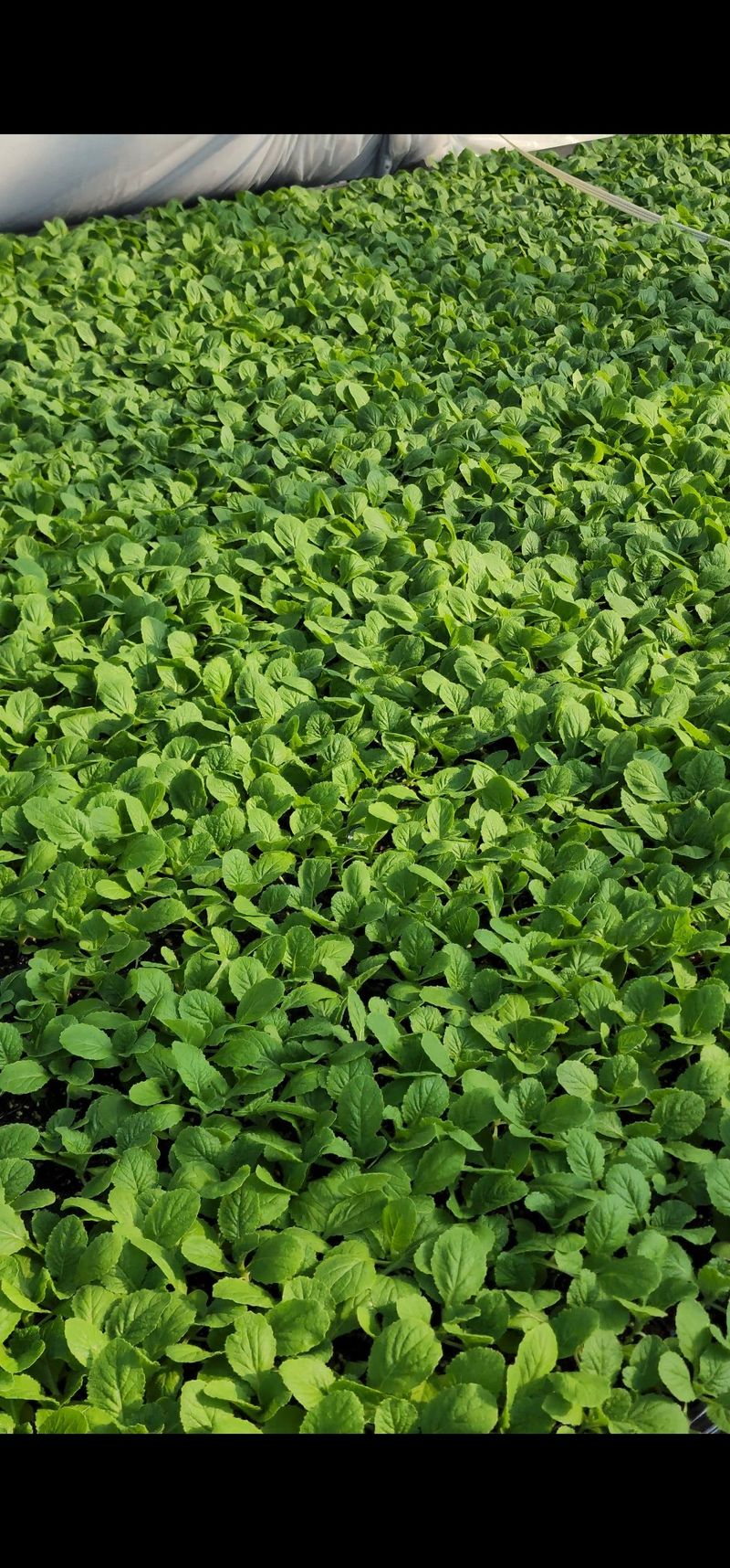 정대장님의 장터 판매 상품 [배추모종 105구] 첨부 사진