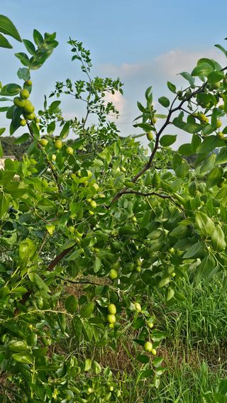 5도2촌님의 농사, 무엇이든 물어보세요! · 참여글 작성글 사진