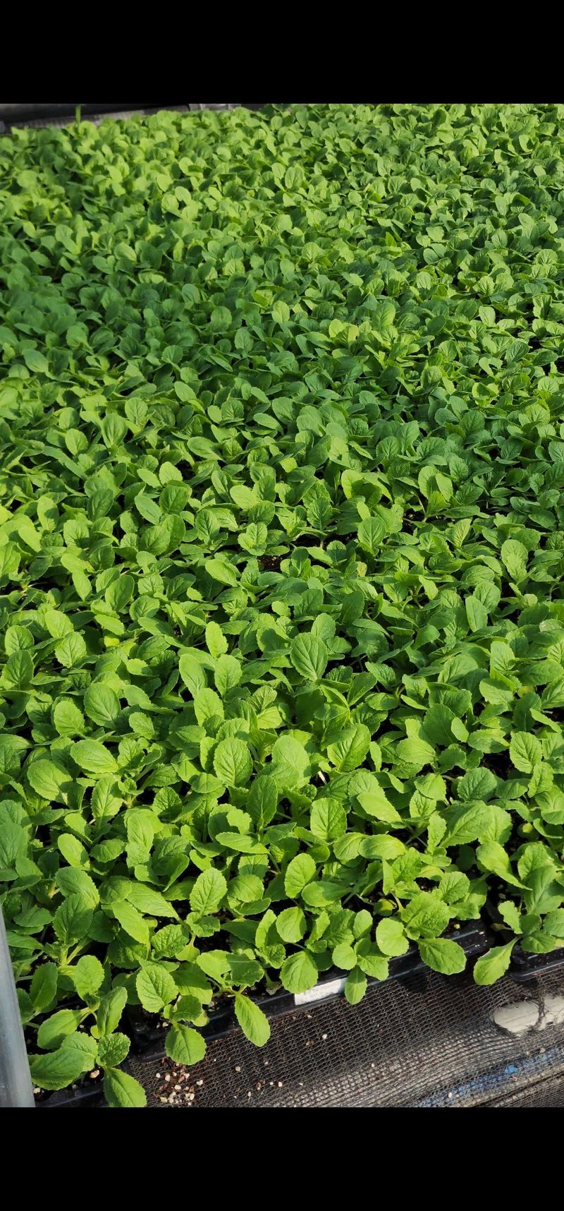 장터 상품 [배추모종 105구] 썸네일