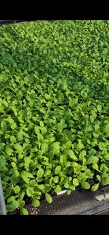 팜모닝 · 게시글 이미지