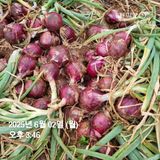 팜모닝 자유주제·자유게시판 게시글 이미지