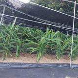 팜모닝 자유주제·자유게시판 게시글 이미지