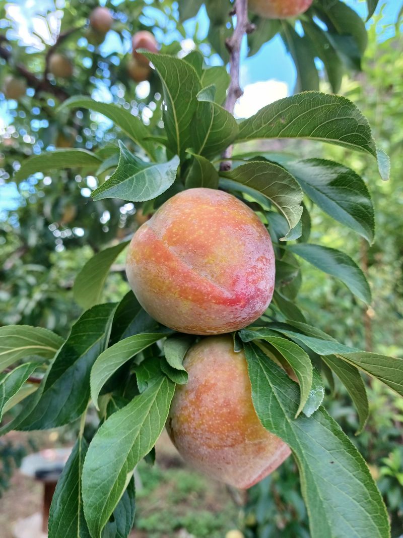 김해운님의 장터 판매 상품 [추희 자두 5kg] 첨부 사진