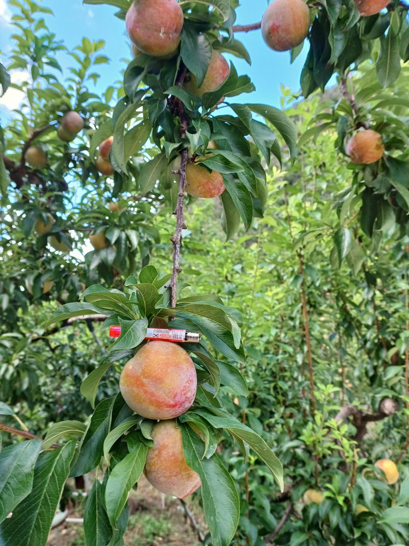 김해운님의 장터 판매 상품 [추희 자두 5.5kg] 첨부 사진