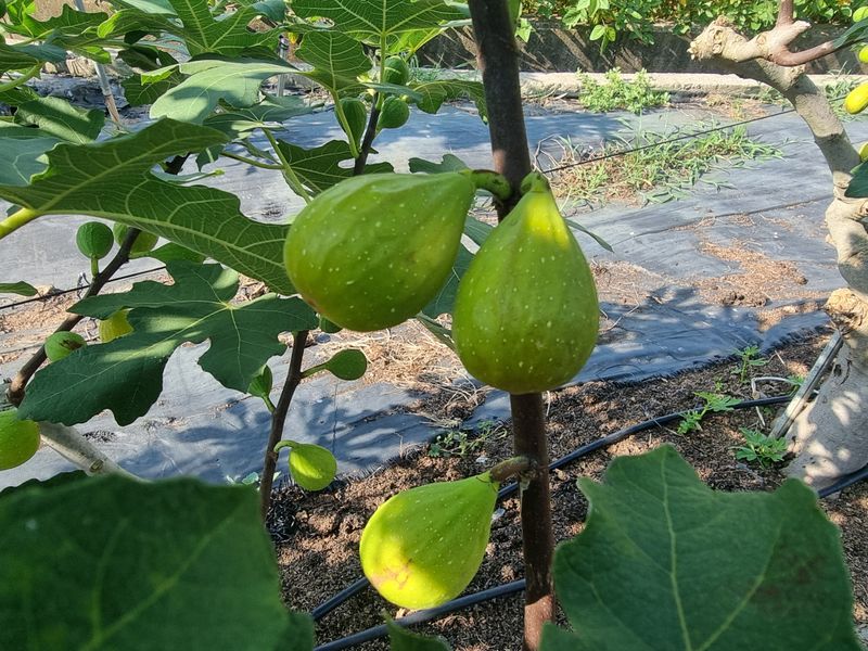 장터 상품 [무화과체험] 썸네일
