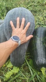 팜모닝 농사, 무엇이든 물어보세요!·참여글 게시글 이미지