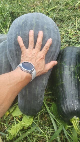 조명균님의 농사, 무엇이든 물어보세요! · 참여글 작성글 사진