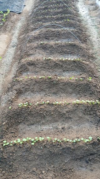 초보텃밭님의 자유주제 · 자유게시판 작성글 사진