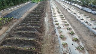 초보텃밭님의 자유주제 · 자유게시판 작성글 사진