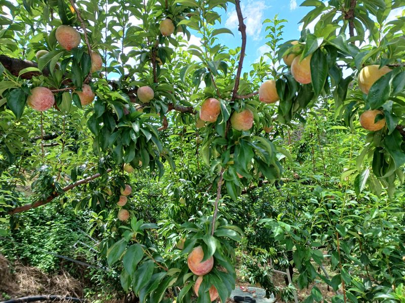 김해운님의 장터 판매 상품 [추희 자두 5kg] 첨부 사진
