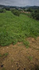 팜모닝 자유주제·자유게시판 게시글 이미지