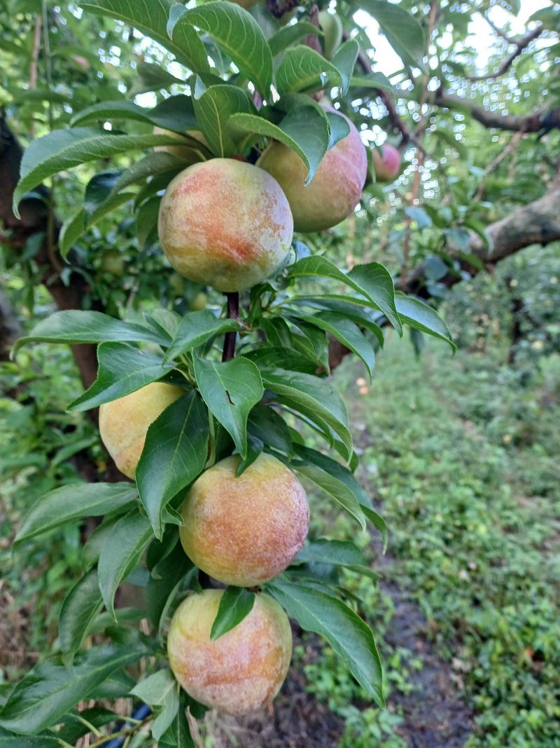 장터 상품 [추희 자두 5.5kg] 썸네일