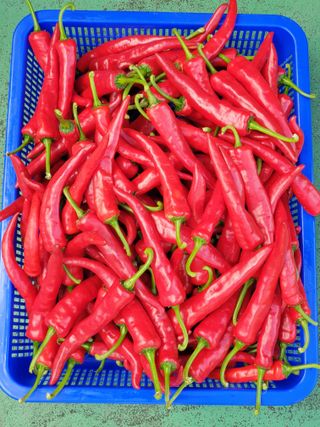 서봉열님의 자유주제 · 자유게시판 작성글 사진