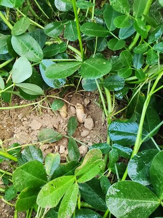 그린팜님의 농사, 무엇이든 물어보세요! · 참여글 작성글 사진