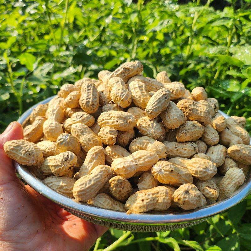 약초를사랑한짱아줌마님의 장터 판매 상품 [국산 토종 흰알땅콩 1kg(껍질없음)] 첨부 사진