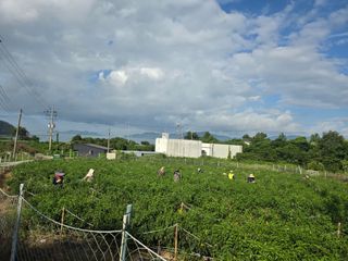 고추농사 정 미라님의 자유주제 · 자유게시판 작성글 사진