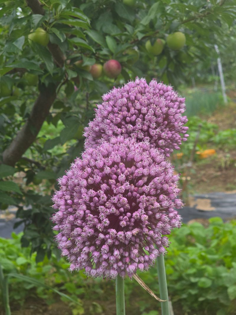 장터 상품 [코끼리 마늘 삽니다] 썸네일