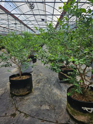 제주 지안이네농장님의 자유주제 · 자유게시판 작성글 사진