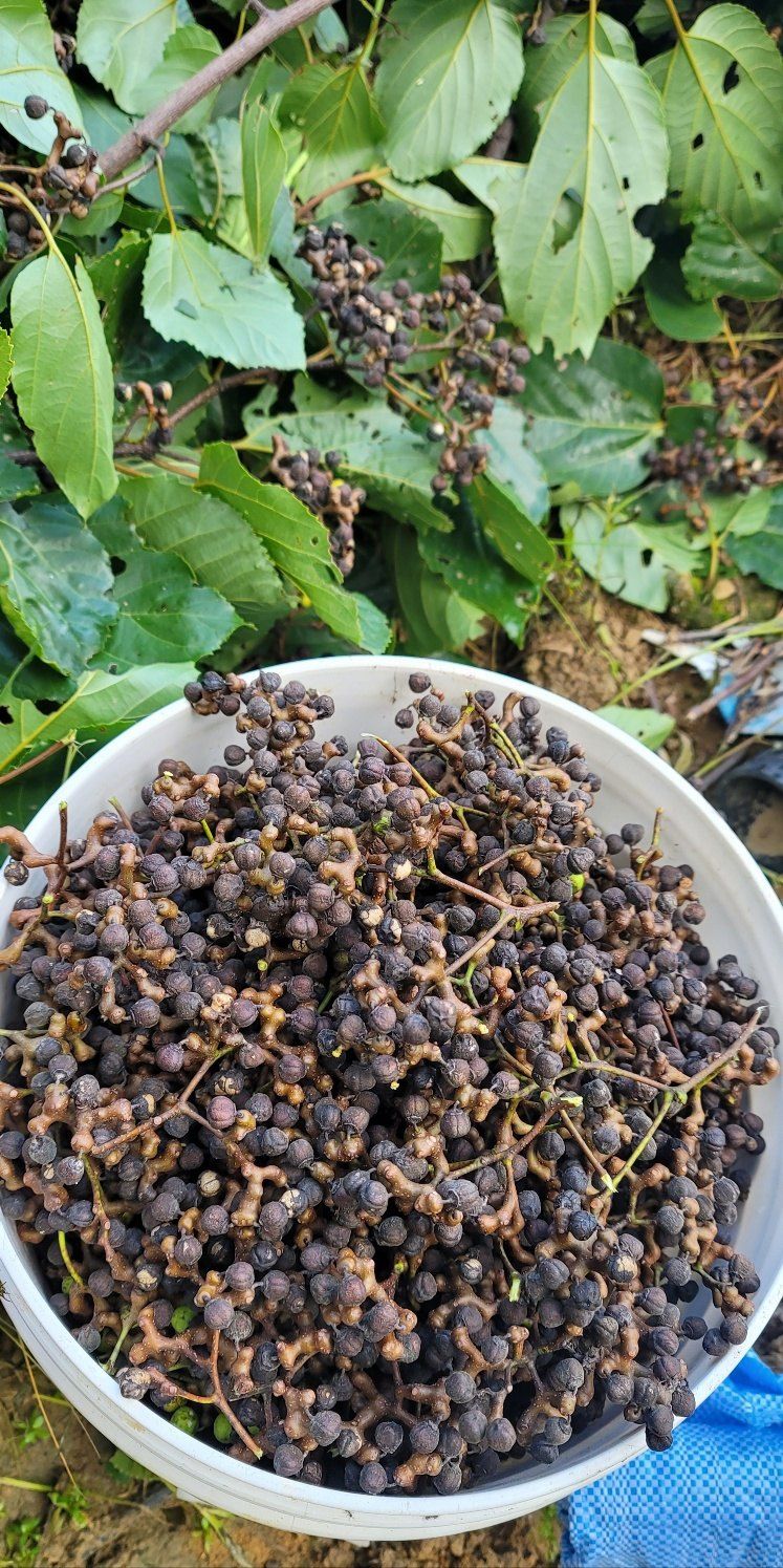 훈짱짱님의 장터 판매 상품 [지구자(헛개나무 열매)즙 100ml/50봉] 첨부 사진